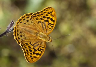 Bahadr (Argynnis pandora)