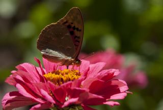 Bahadr (Argynnis pandora)