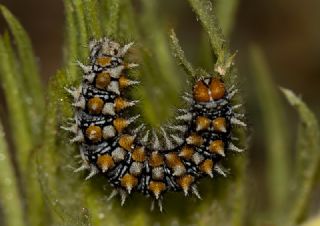 Benekli parhan (Melitaea didyma)