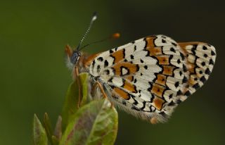 parhan (Melitaea cinxia)