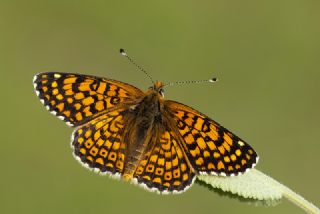 parhan (Melitaea cinxia)