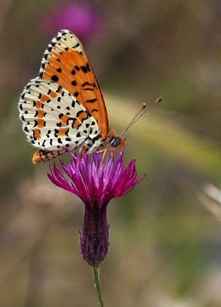 parhan (Melitaea cinxia)