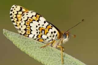 parhan (Melitaea cinxia)