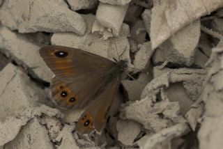 Esmerboncuk (Lasiommata maera)