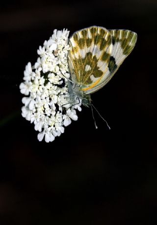 Yeni Beneklimelek (Pontia edusa)