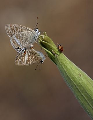 Lampides (Lampides boeticus)