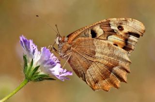 Cad (Chazara briseis)
