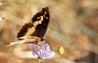 Cad (Chazara briseis)