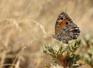 Turan Yalanccads (Pseudochazara telephassa)