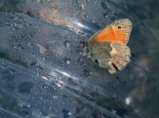 Kk Zpzp Perisi (Coenonympha pamphilus)