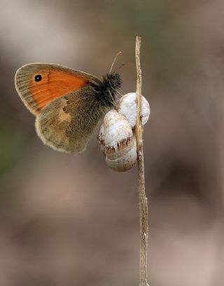 Kk Zpzp Perisi (Coenonympha pamphilus)