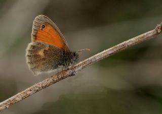 Kk Zpzp Perisi (Coenonympha pamphilus)