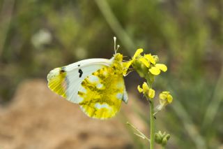 Zegris (Zegris eupheme)