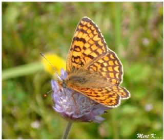 Cezayirli parhan (Melitaea ornata)