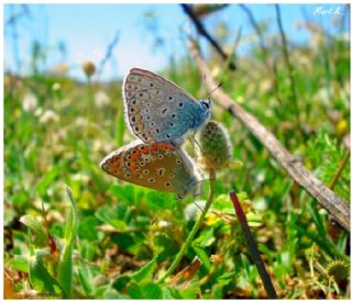 okgzl Mavi (Polyommatus icarus)