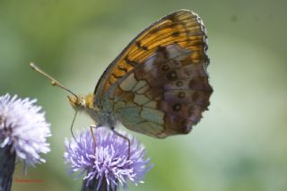 Brtlen Brentisi (Brenthis daphne)