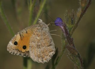Anadolu Yalanccads (Pseudochazara anthelea)