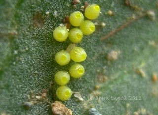 Cezayirli parhan (Melitaea ornata)