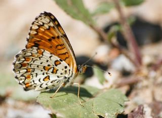 Cezayirli parhan (Melitaea ornata)