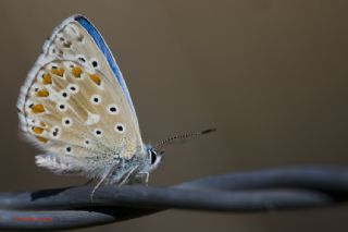 okgzl Gk Mavisi (Polyommatus bellargus)