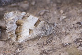 Cad (Chazara briseis)