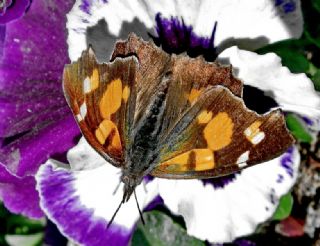 �itlembik Kelebe�i&nbsp;(Libythea&nbsp;celtis)