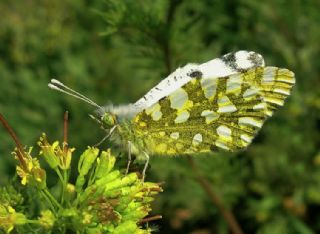 Da Oykls (Euchloe ausonia)