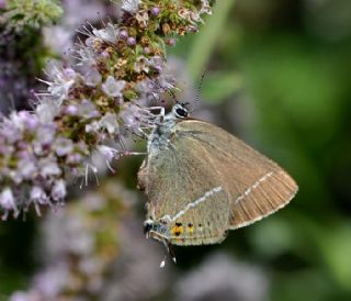 Gzel Sevbeni (Satyrium spini)