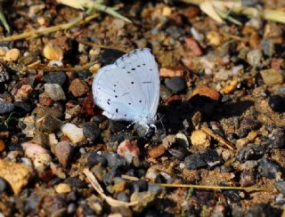 Kutsal Mavi (Celastrina argiolus)