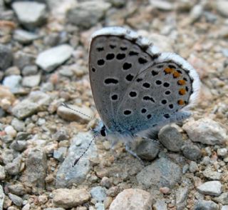 Himalaya Mavisi (Pseudophilotes vicrama)