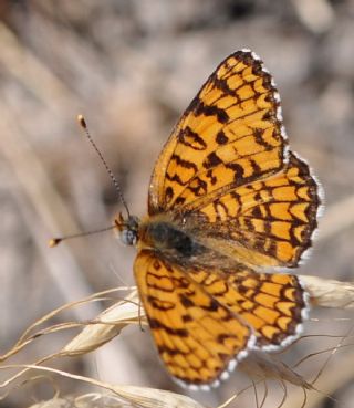 Benekli Byk parhan (Melitaea phoebe)