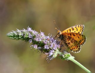 Gzel parhan (Melitaea trivia)