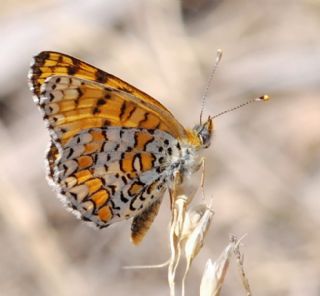 Benekli Byk parhan (Melitaea phoebe)