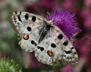 Apollo (Parnassius apollo)