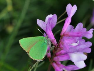 Zmrt (Callophrys rubi)