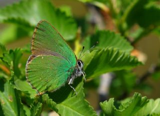 Zmrt (Callophrys rubi)