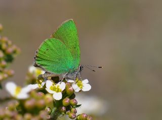 Zmrt (Callophrys rubi)