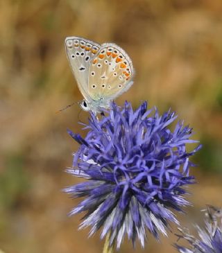 okgzl Meneke Mavisi (Polyommatus thersites)