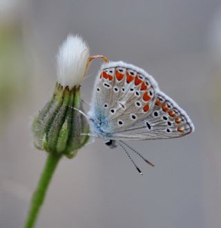 okgzl Meneke Mavisi (Polyommatus thersites)