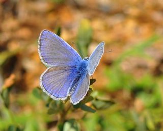 okgzl Meneke Mavisi (Polyommatus thersites)