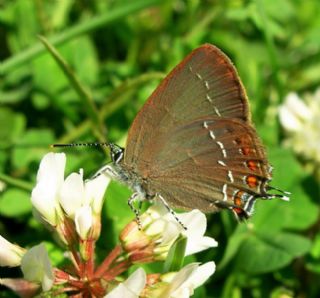 Byk Sevbeni (Satyrium ilicis)