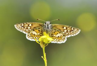 Sarbandl Zpzp (Pyrgus sidae)