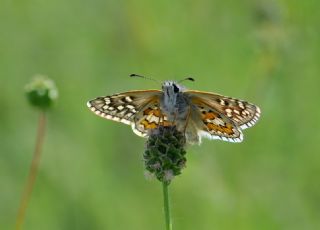 Sarbandl Zpzp (Pyrgus sidae)