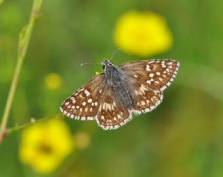 Sarbandl Zpzp (Pyrgus sidae)