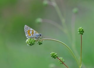 Sar Bandl Zpzp (Pyrgus sidae)
