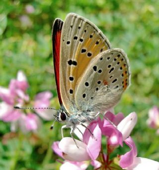 Ate Bakr Gzeli (Lycaena candens)