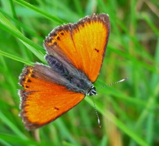 Ate Bakr Gzeli (Lycaena candens)