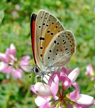 Ate Bakr Gzeli (Lycaena candens)