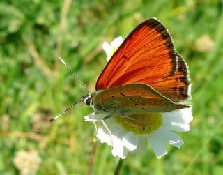 Ate Bakr Gzeli (Lycaena candens)