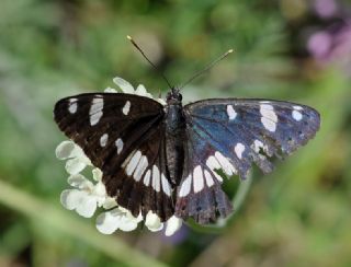 Akdeniz Hanmeli Kelebei (Limenitis reducta)